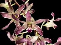 In Spike Dendrobium Blue Seas (3.5” pot)
