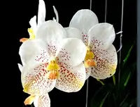 Vanda Kultana Gold 'White Spots' — No