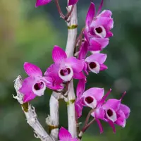 Dendrobium parishii fma. rubra