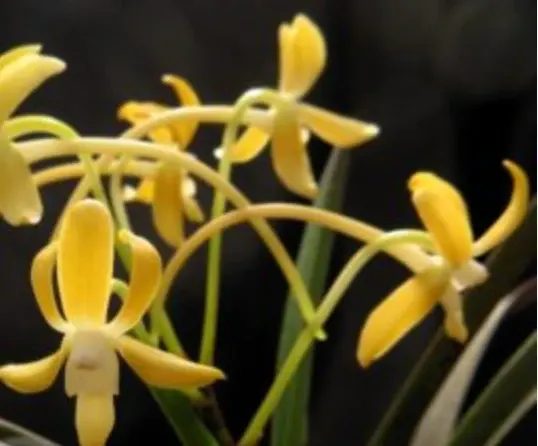 Neofinetia falcata 'Koka'