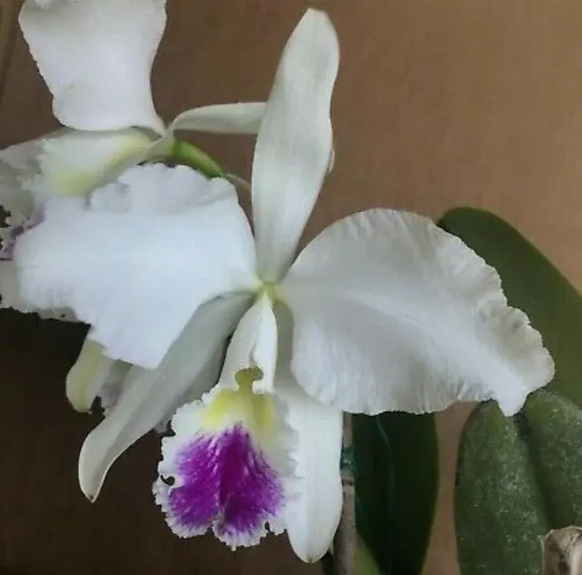 Cattleya warnerii (Cattleya)