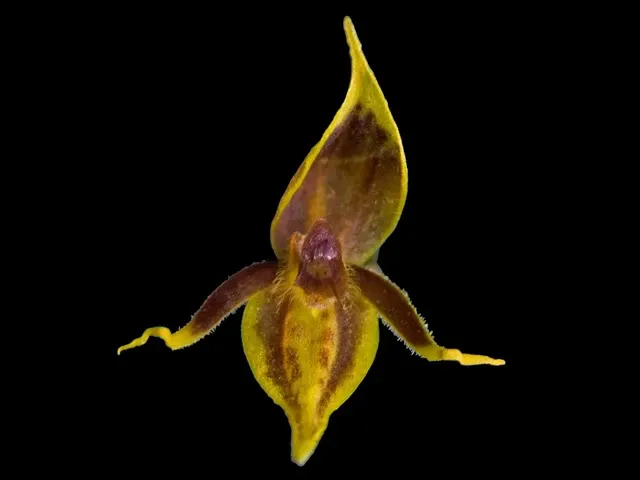 Stelis brunnea (Stelis)