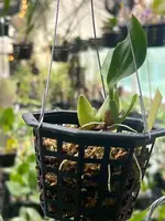Coelogyne carinata