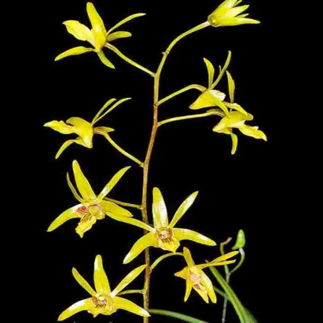 Dendrobium capra sp (Dendrobium)