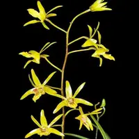 Dendrobium capra sp.