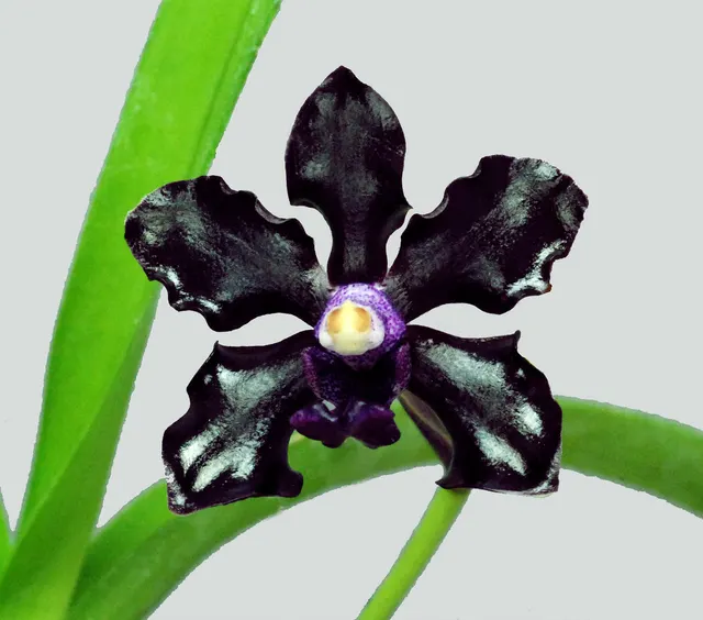 Vanda Kultana Indian Incense (Vanda)