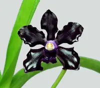 Vanda Kultana Indian Incense