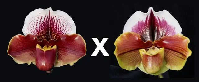 Paphiopedilum Cupid My Valentine Papa Aroha' 'S Arrow' (Paphiopedilum)