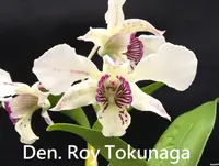 Den. Roy Tokunaga (DRYT) (Hybrid)