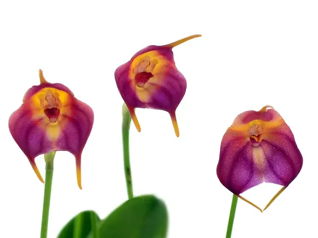 Masdevallia Anne Crothers (Masdevallia)