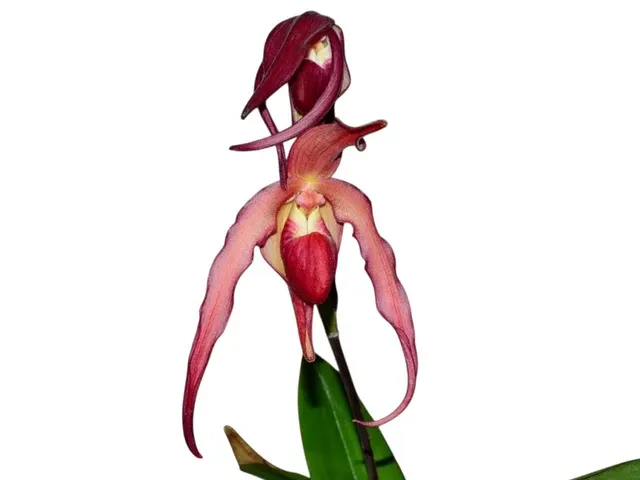 Phragmipedium Super Rubies (Phragmipedium)