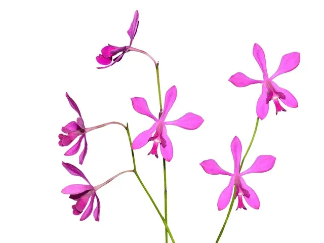 Encyclia dichroma (Encyclia)