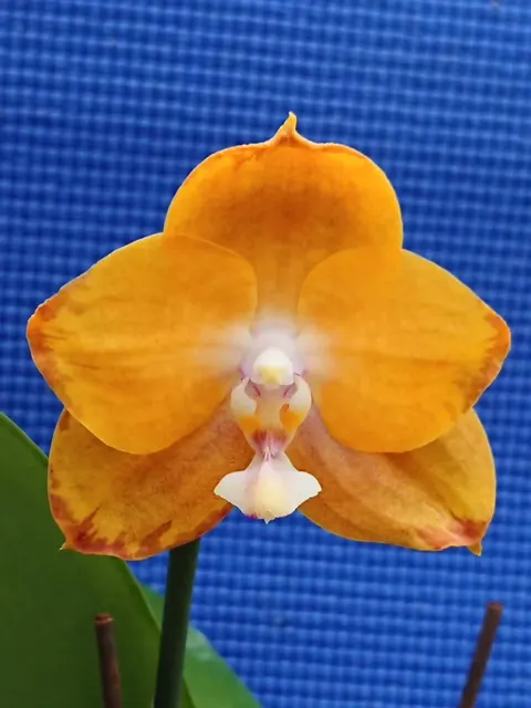 Phalaenopsis Chian Xen Gold x Hawaii Dragon Girl