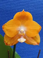 LM266 Phalaenopsis (Chian Xen Gold x Hawaii Dragon Girl)