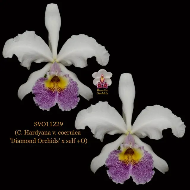 Cattleya Orchid Hybrid SVO11229 'Diamond Orchids'