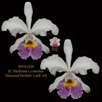 Cattleya Orchid Hybrid SVO11229 (C. Hardyana v. coerulea 'Diamond Orchids' x self +O)