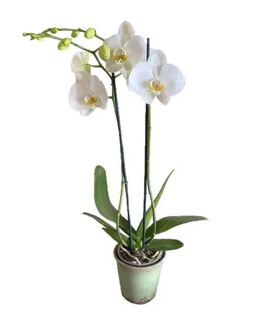 Oncidium 'Vanilla Sundae' (Oncidium)