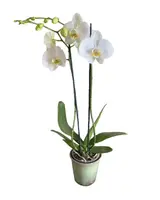 Vanilla Sundae Orchid Plant by Earthly Orchids — 2 STEM NO POT