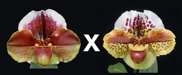 Paphiopedilum Eastern Monarch 'Spot Master' x Kerry Anne x Susie Dell 'Celebration' (Paphiopedilum)