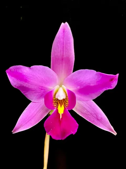 Laelia Autoceps (Laelia)