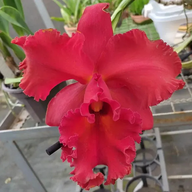 Rhyncholaeliocattleya Nakornchaisri Red (Rhyncholaeliocattleya)