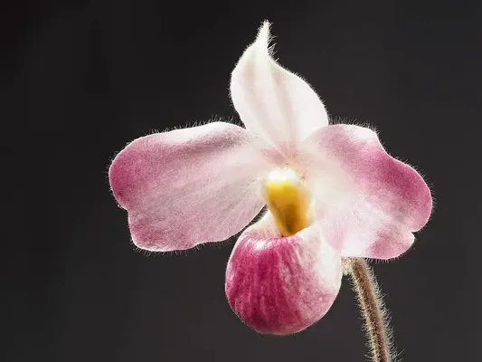 Paphiopedilum vietnamense 'Dark Force'