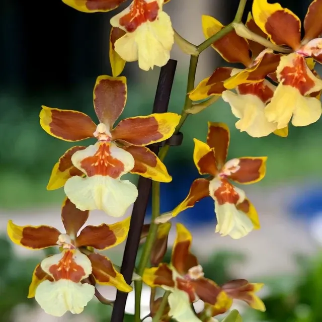 Colmanara Honey Bee - Parfumata