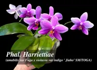 Phal. Harriettiae ( amabilis var Fuga x violacea var indigo ' Jiaho' SM/TOGA)