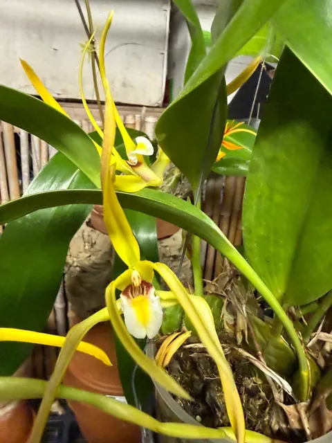 Maxillaria endresii species orchid (Maxillaria)
