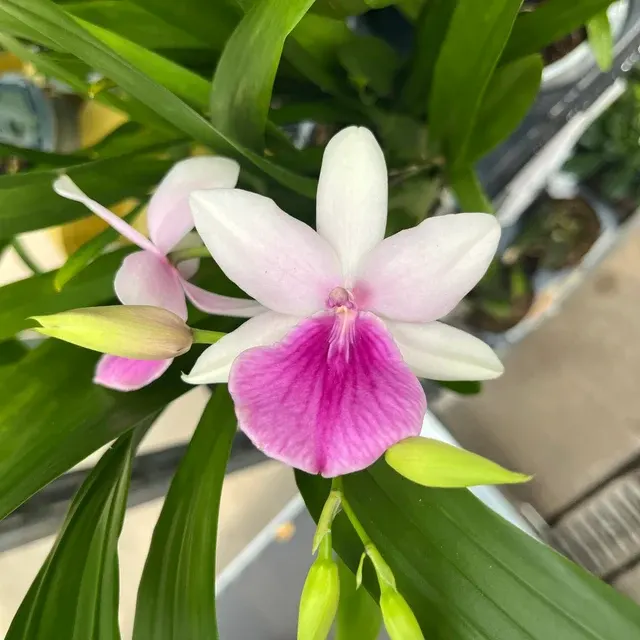 Miltonia Honolulu 'Lipstick' (Miltonia)