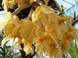 Stanhopea graveolens (Stanhopea)