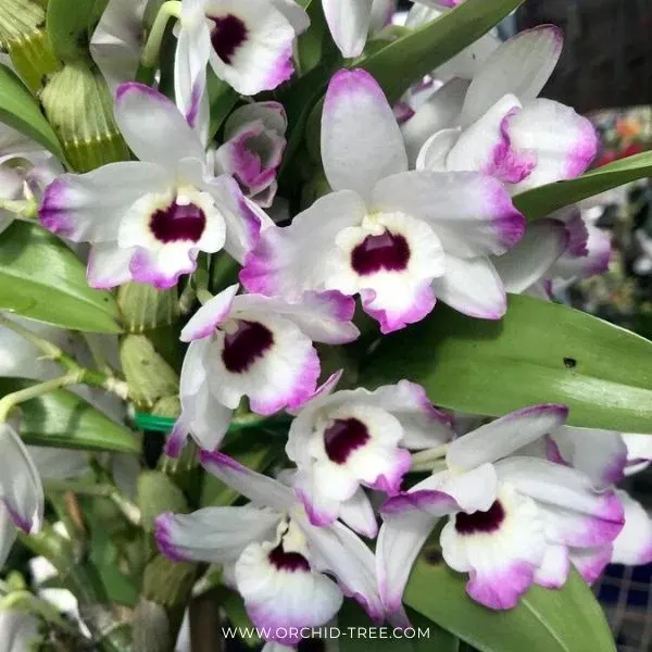 Dendrobium Tomflake Nopori (Dendrobium)