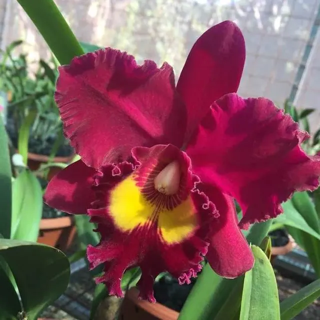 Rhyncholaeliocattleya Sanyung Ruby AM/AOS 'Grand Dragon'