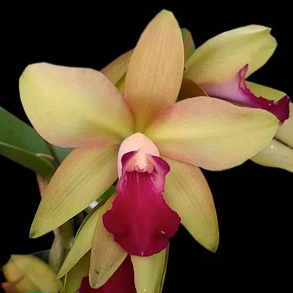 Cattleya Crystelle Smith x Little Toshie (Cattleya)