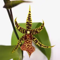 Arthurara (Aru.) Sea Snake 'Unforgettable' — In Bud/Spike