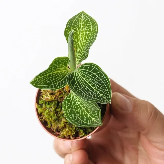 Anoectochilus siamensis 'White Centre'