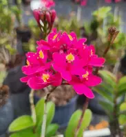 Epidendrum Radicans Plant - 1 Gallon Pot - Fuchsia Pink Orchid - Live Outdoor Plant - Tropical Flowering Plant