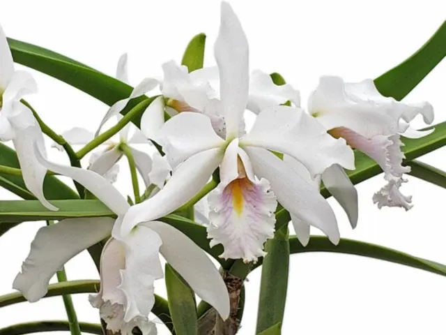 Cattleya maxima x blanca 'Munequita' (Cattleya)