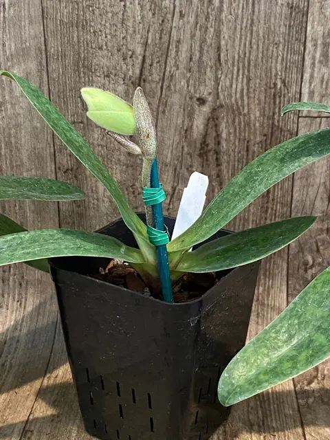 Paphiopedilum bellatulum 'Gomatizer x Smile of Magician' x In Charm Gold 'VS1'