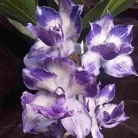 Zygonisia Murasaki 'Komachi'