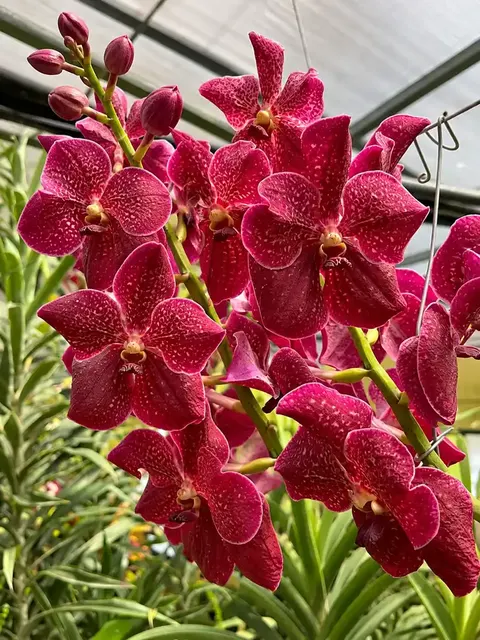 Vanda Suwannaphum Choco (Vanda)