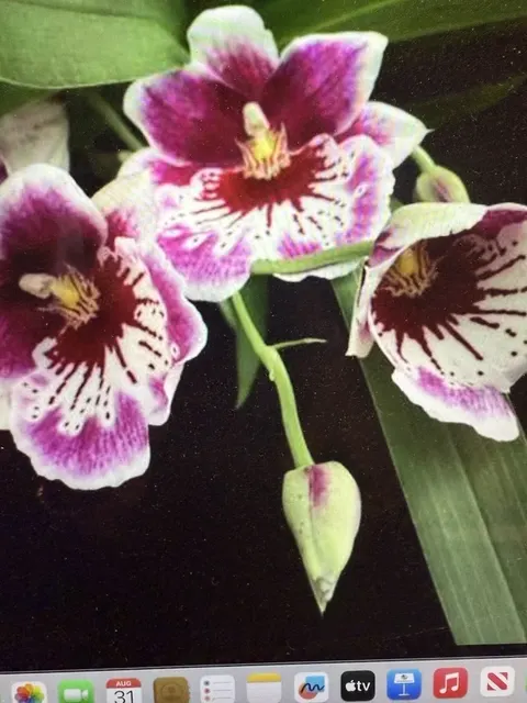 Miltonia mps Martin Oranstei (Miltonia)
