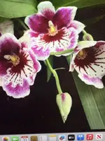 Orchid Plant Miltonia mps Martin Oranstei Rooted Bulb Bare Root - Exotic Tropical Orchid for Collectors (Miltonia spp.)