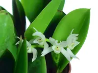 Meiracyllium trinasutum f. alba