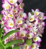 Orchid Seedling 50mm Pot size - Dendrobium Kirei Red Rose softcane