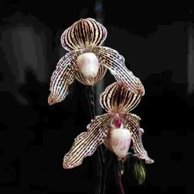 Paphiopedilum Florence Gracia (Paphiopedilum)