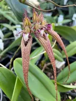 Bulbophyllum David Copeland ‘Elite’s 1st’ (Elizabeth Ann x putidum)
