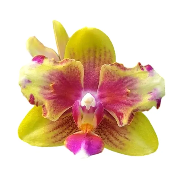 Phalaenopsis I-Hsin Venus