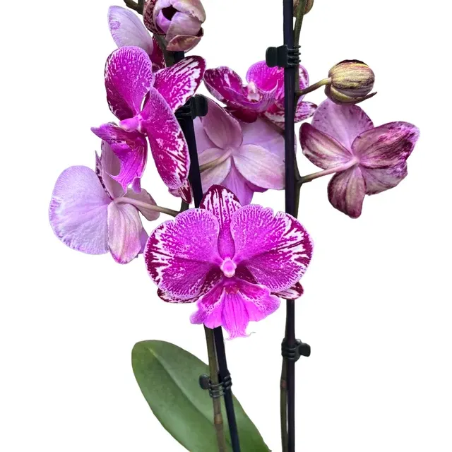 Phalaenopsis 'Limited #46’ Big Lip