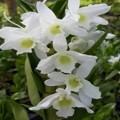 Dendrobium White Asai (Dendrobium)